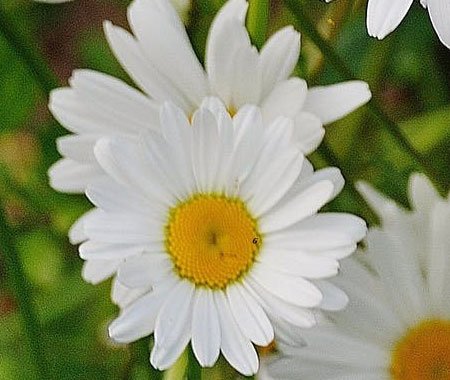 White daisies in bloom